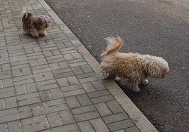 Un perro orina en la calle.