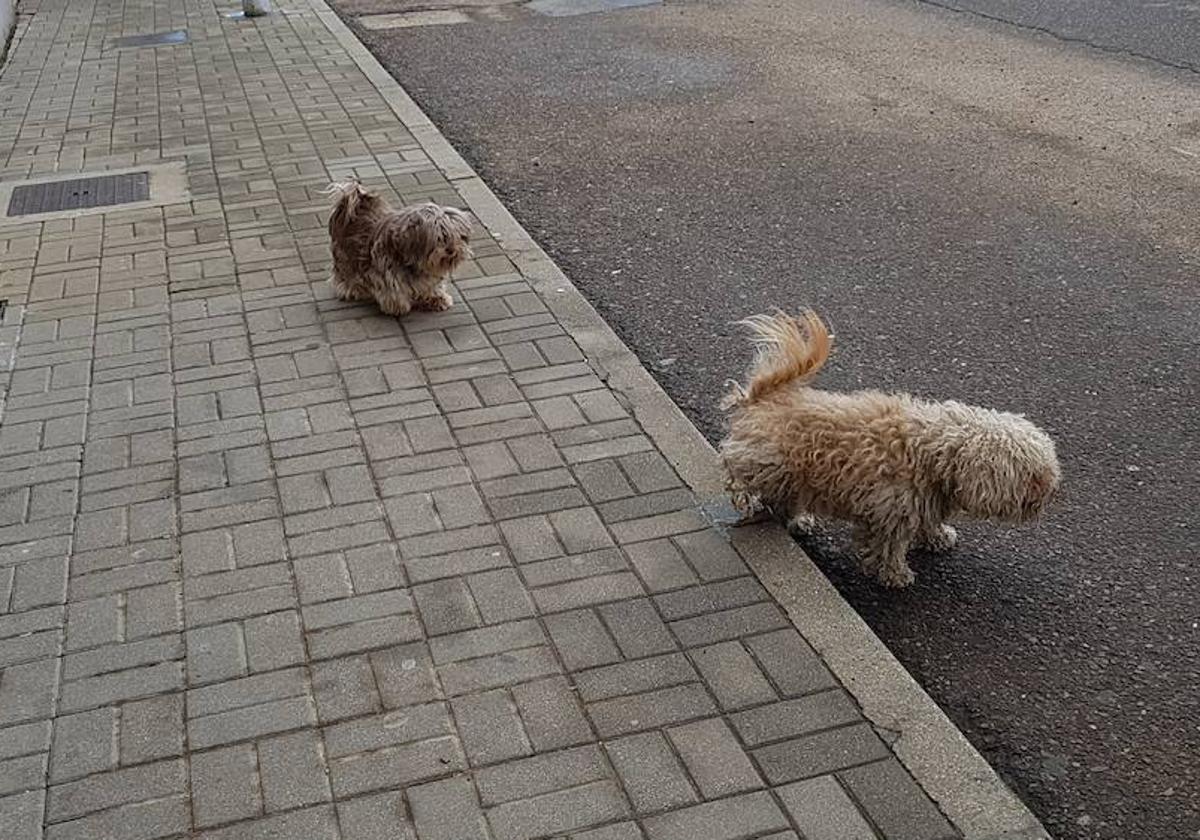 Un perro orina en la calle.