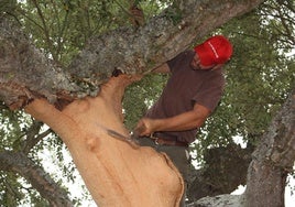 Un «sacador» extrae el corcho de un árbol en Valdelosa.