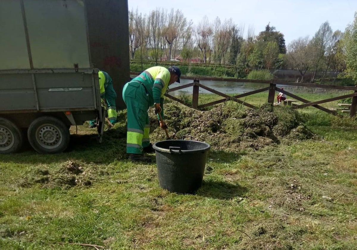 Labores de limpieza y desbroce en zonas verdes de Ciudad Rodrigo.