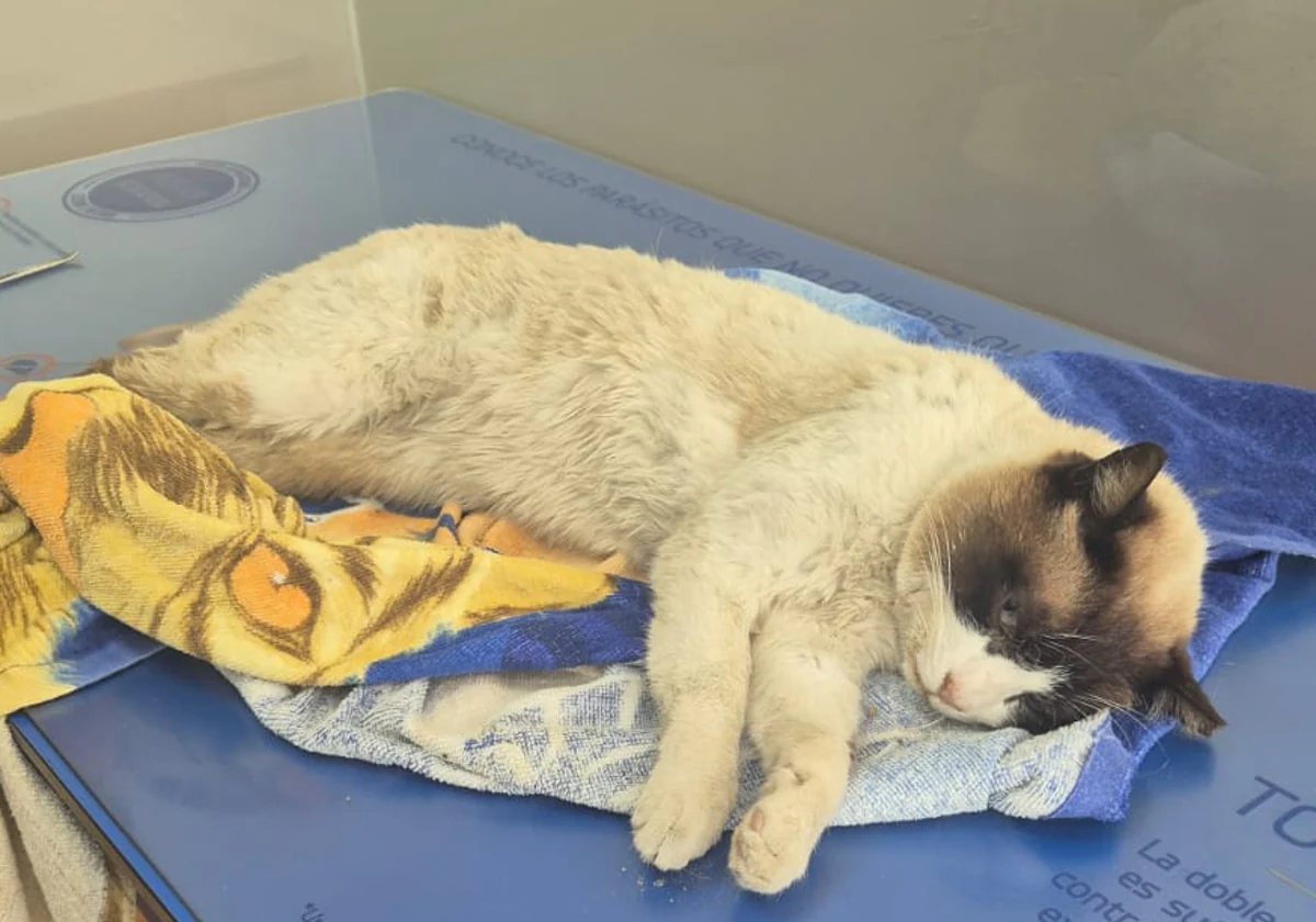 El gato 'Pompón', en el veterinario tras aparecer con disparos de perdigones.