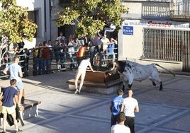 Celebración del Toro de Cajón de Vitigudino en pasadas ediciones de los festejos de Corpus.