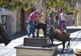 Una de las vacas dio un pequeño susto a dos espectadores