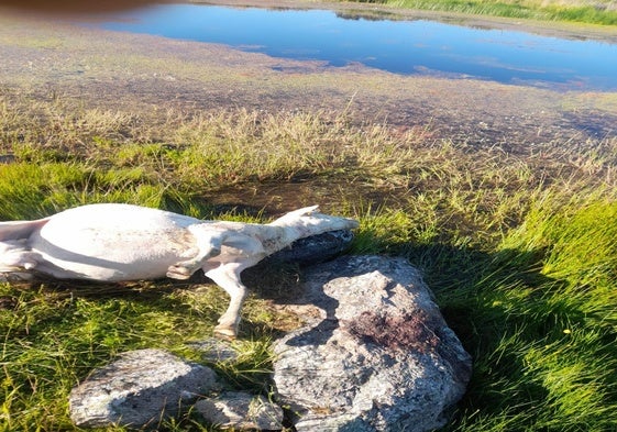 Una de las ovejas que mató el lobo.