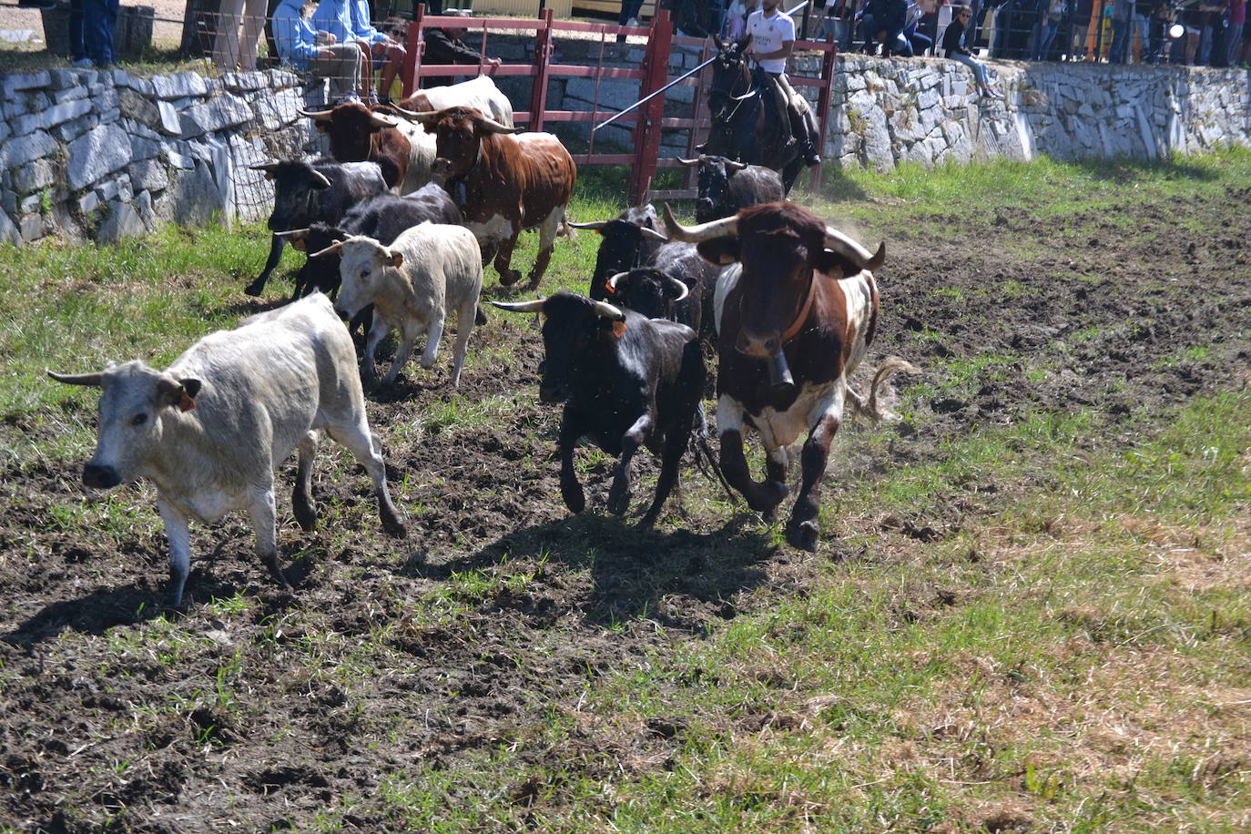 Sancti Spíritus al galope en su primer encierro de Corpus