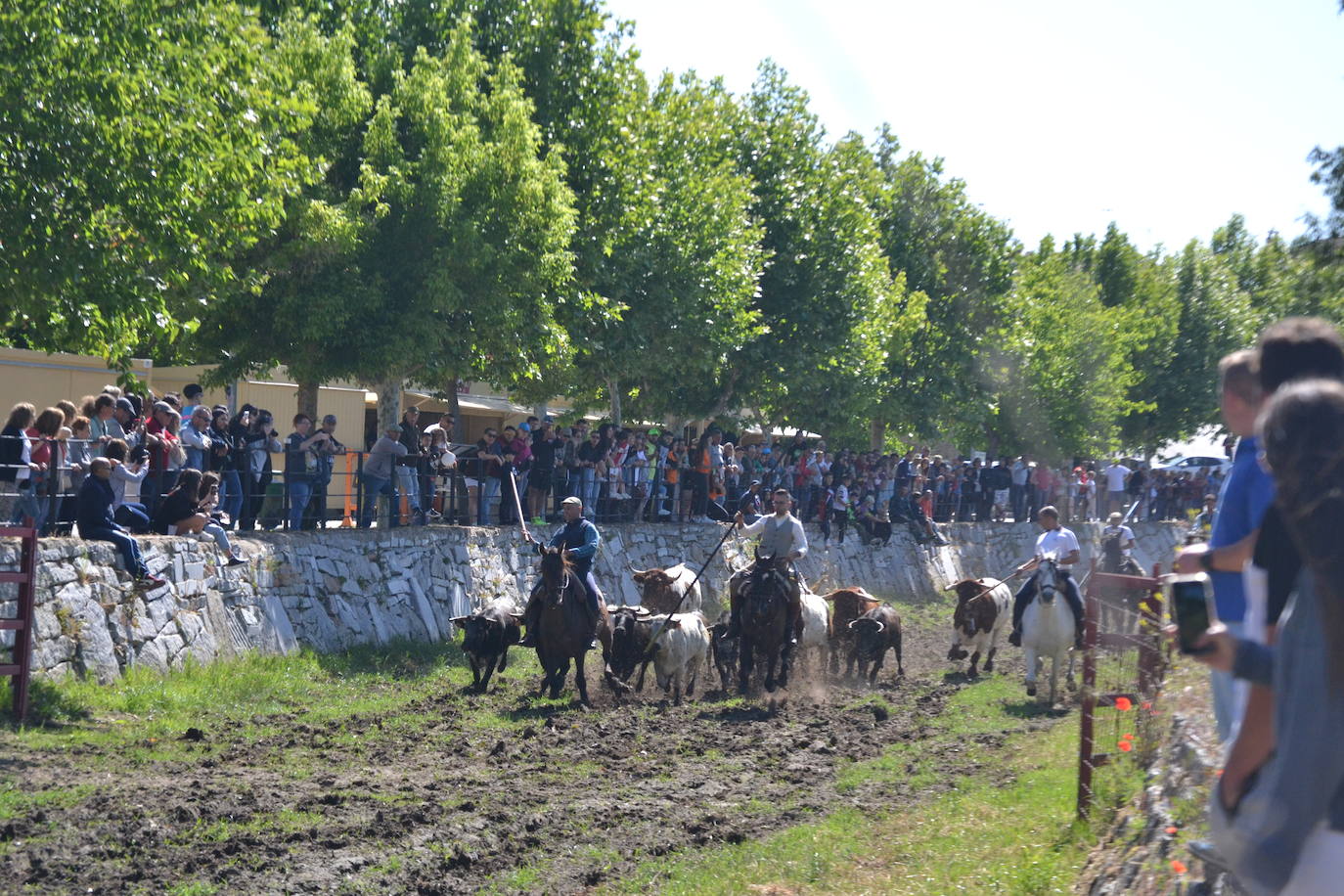 Sancti Spíritus al galope en su primer encierro de Corpus