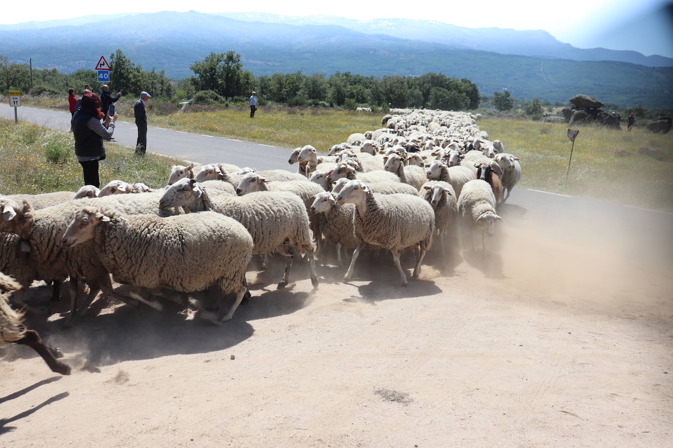 Aldeacipreste rinde homenaje a la trashumancia