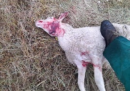 Oveja atacada por un lobo en Santa María de Sando.