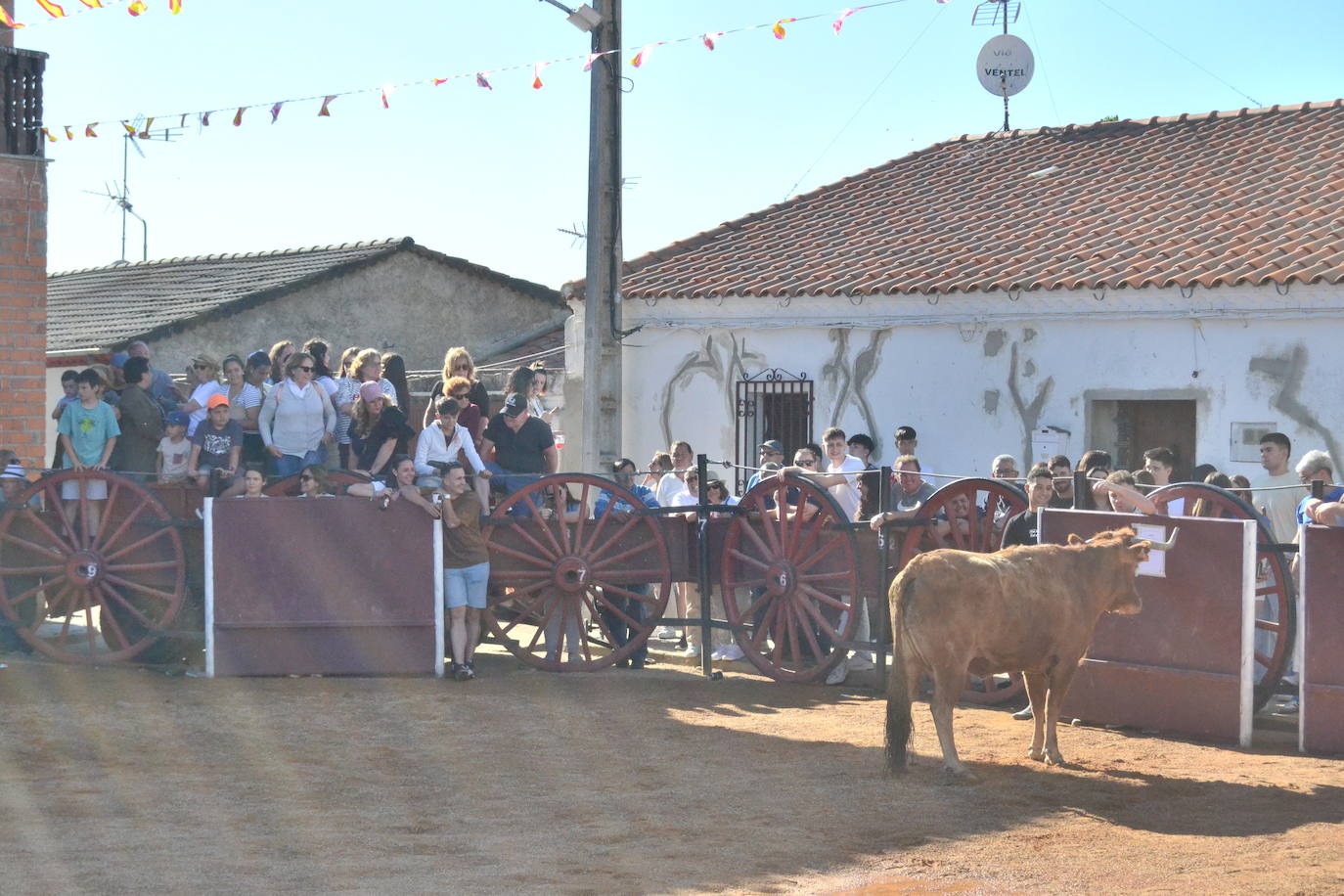 Martín de Yeltes sigue de fiesta con los toros como protagonistas