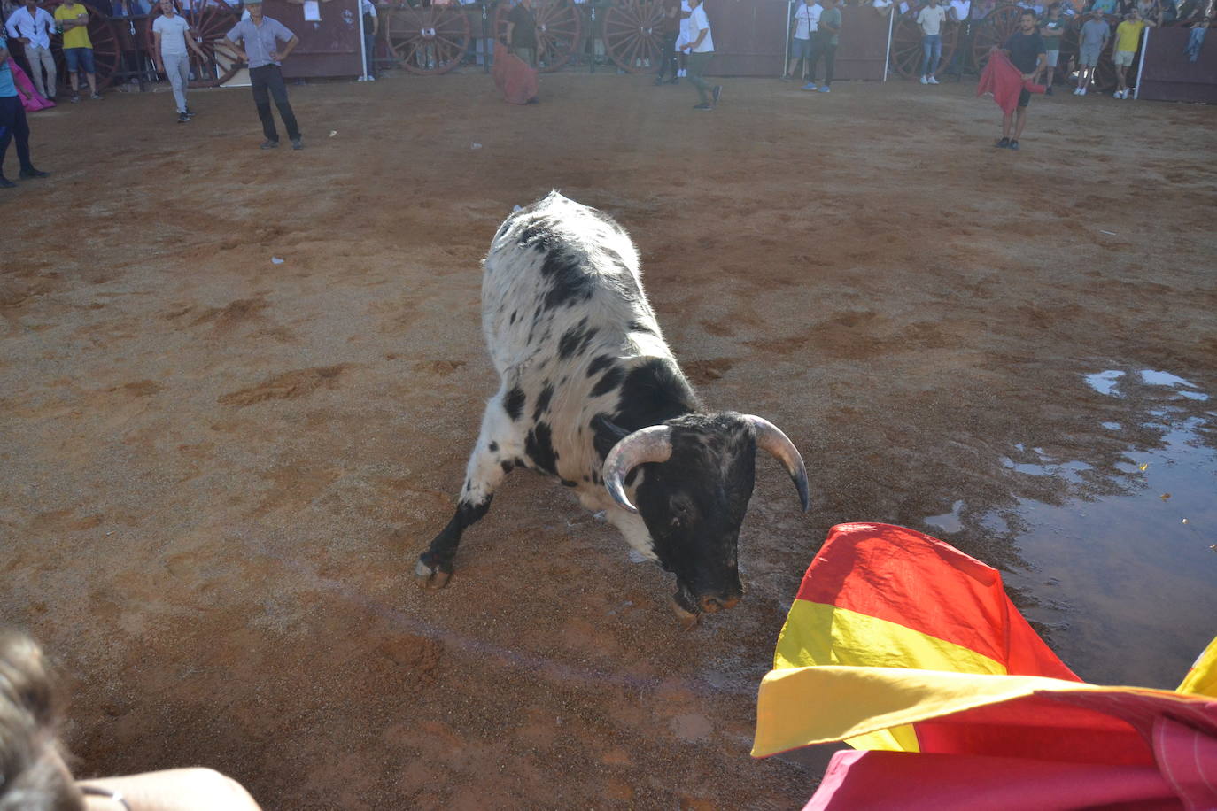 Martín de Yeltes sigue de fiesta con los toros como protagonistas