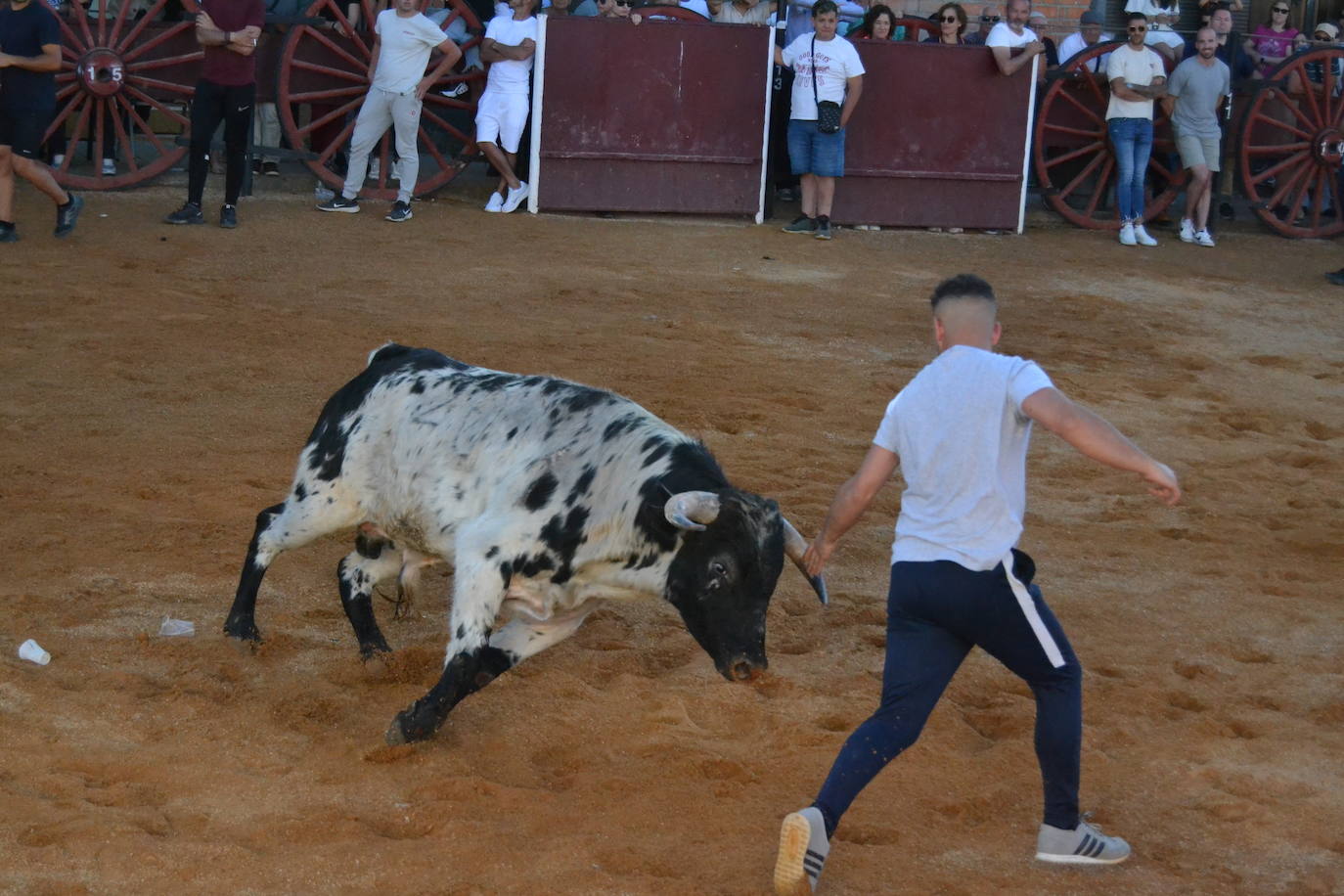 Martín de Yeltes sigue de fiesta con los toros como protagonistas