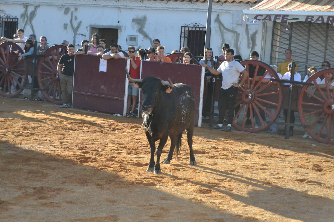 Martín de Yeltes sigue de fiesta con los toros como protagonistas