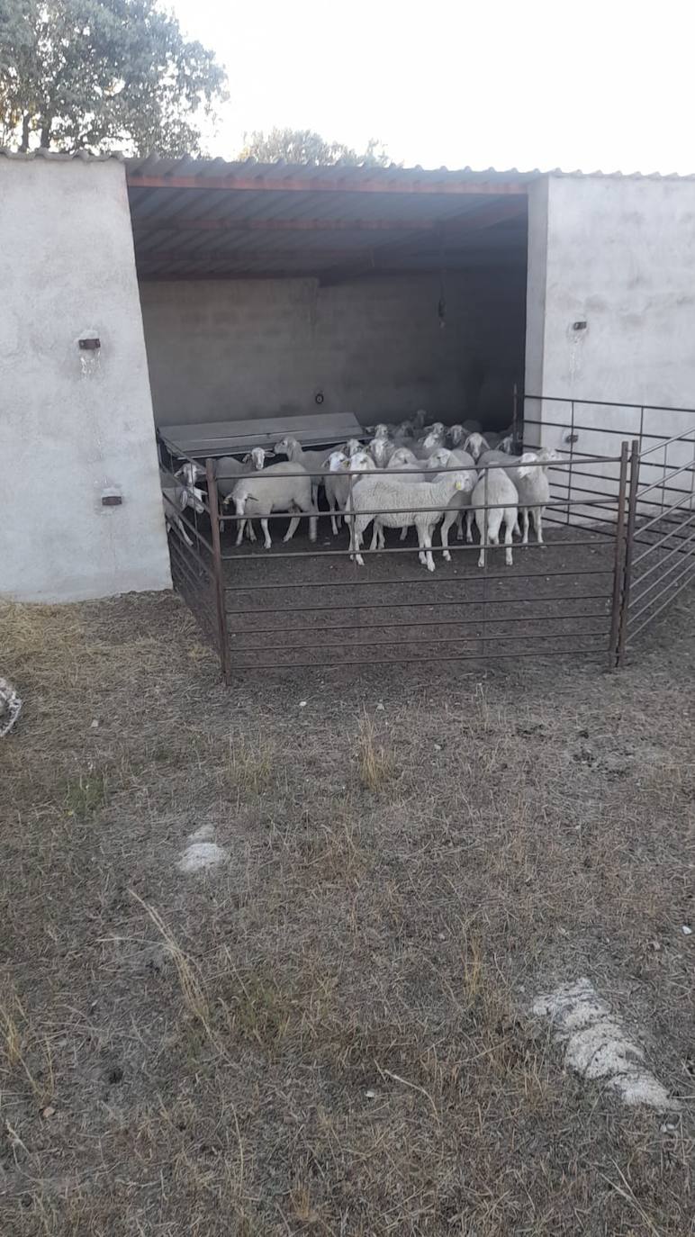 Imagen de la nave atacada por el lobo, en Encina de San Silvestre.