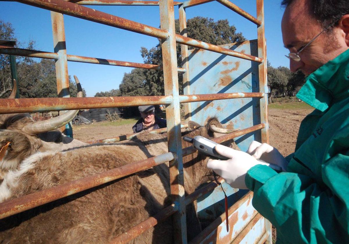 Acuerdo de Ministerio y comunidades para flexibilizar el control de la tuberculosis bovina