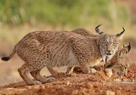 Lince ibérico