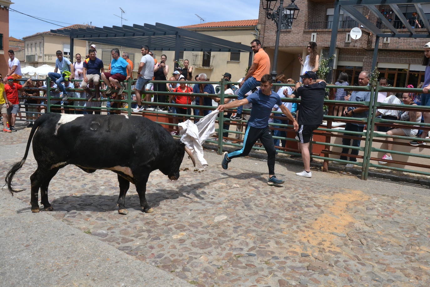 Tensión y riesgo en el Toro de Cajón de Hinojosa de Duero