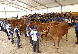 Concurso de raza limusín de la última edición de Salamaq.