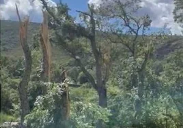 Vídeo del robledo tras el paso del tornado