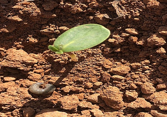El gusano gris, cortador, «rosca» o rosquilla.