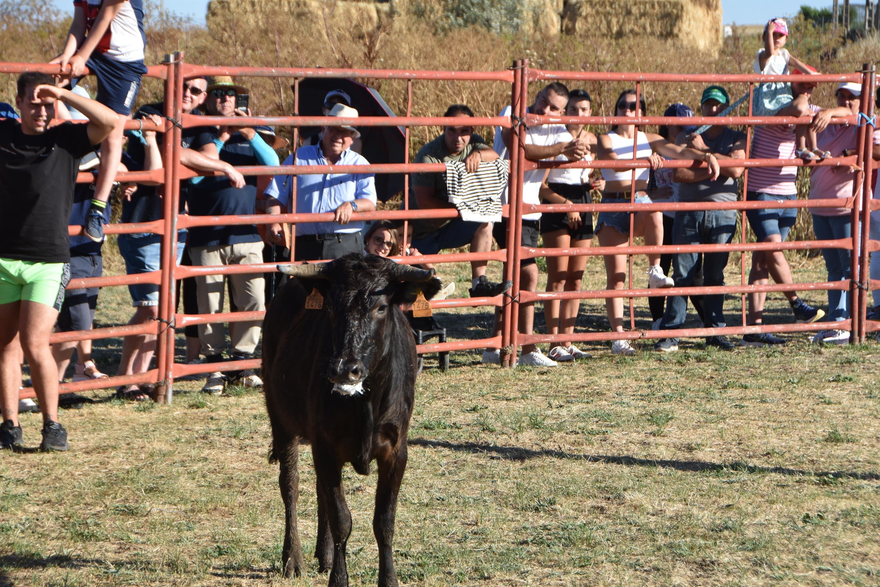 Forfoleda vibra con su cita taurina más esperada