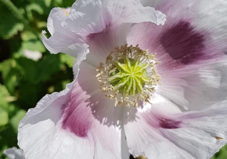 La adormidera, y su amapola blanca, en plena floración.