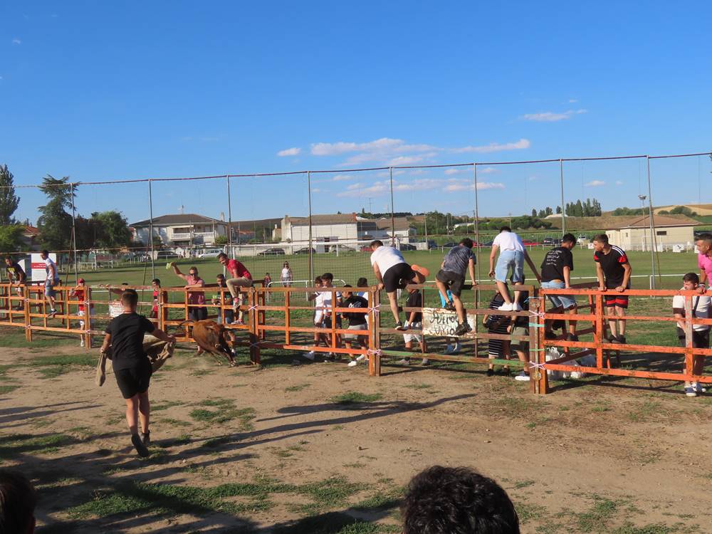 Diversión y revolcones en el festejo con un eral y dos vacas de Villoruela