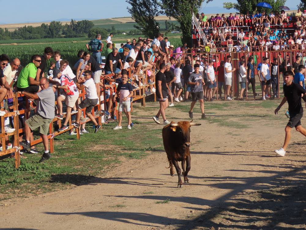 Diversión y revolcones en el festejo con un eral y dos vacas de Villoruela