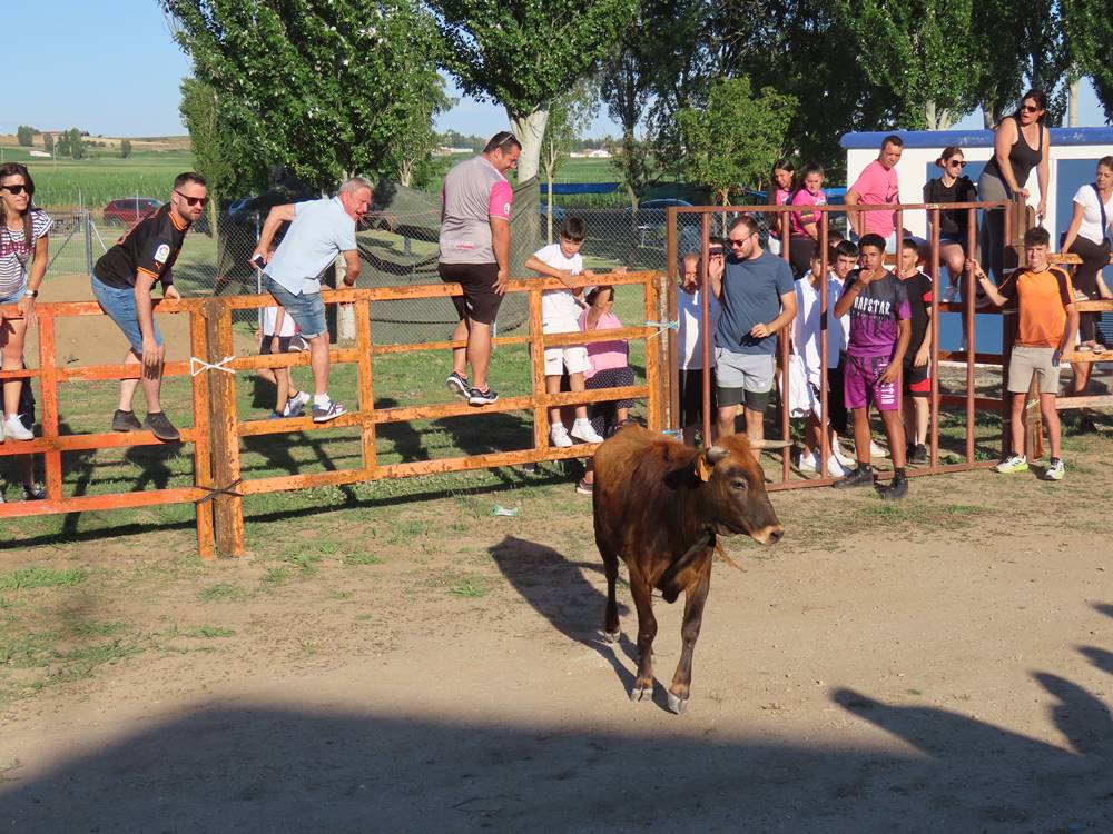 Diversión y revolcones en el festejo con un eral y dos vacas de Villoruela