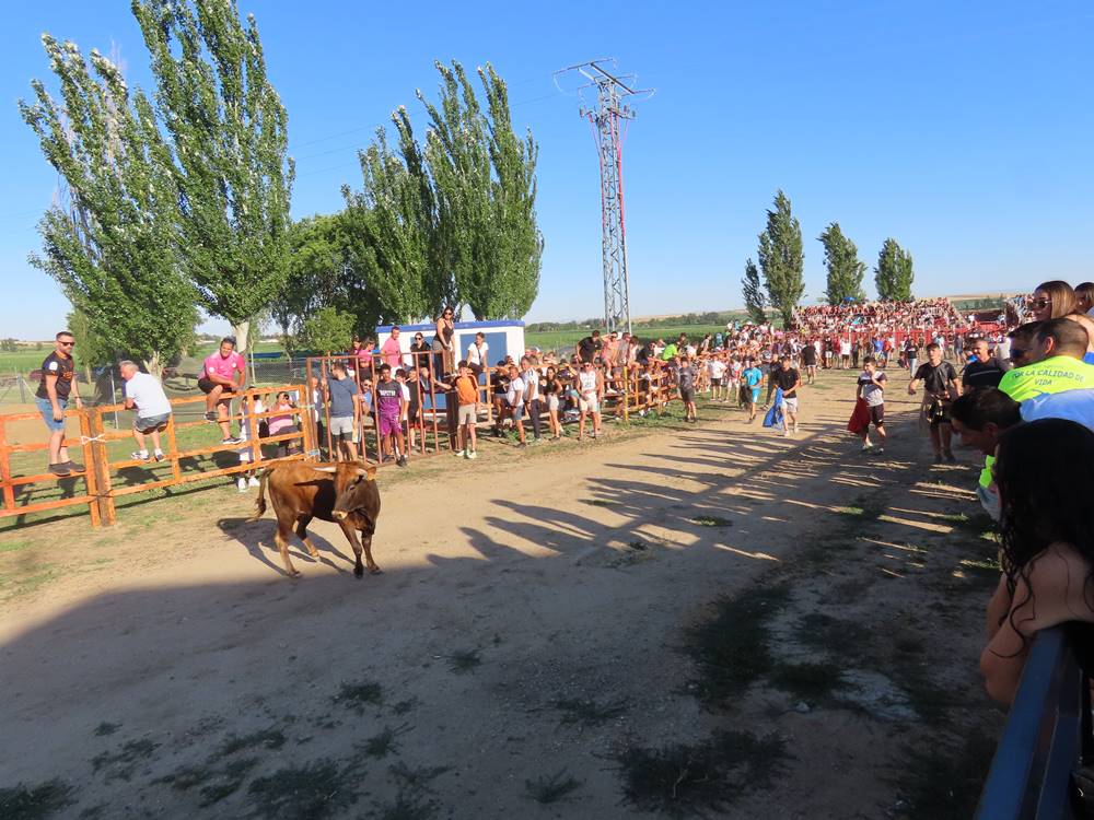 Diversión y revolcones en el festejo con un eral y dos vacas de Villoruela