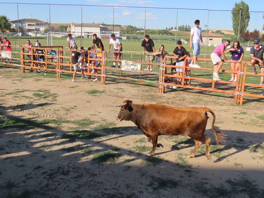 Diversión y revolcones en el festejo con un eral y dos vacas de Villoruela