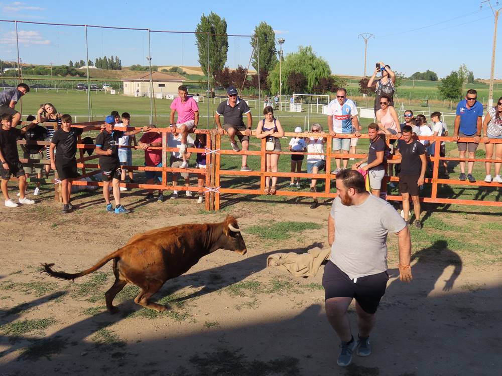 Diversión y revolcones en el festejo con un eral y dos vacas de Villoruela