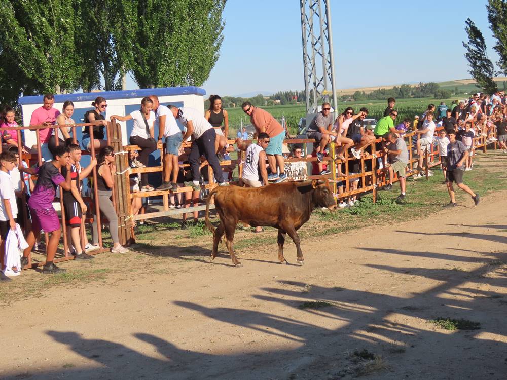 Diversión y revolcones en el festejo con un eral y dos vacas de Villoruela