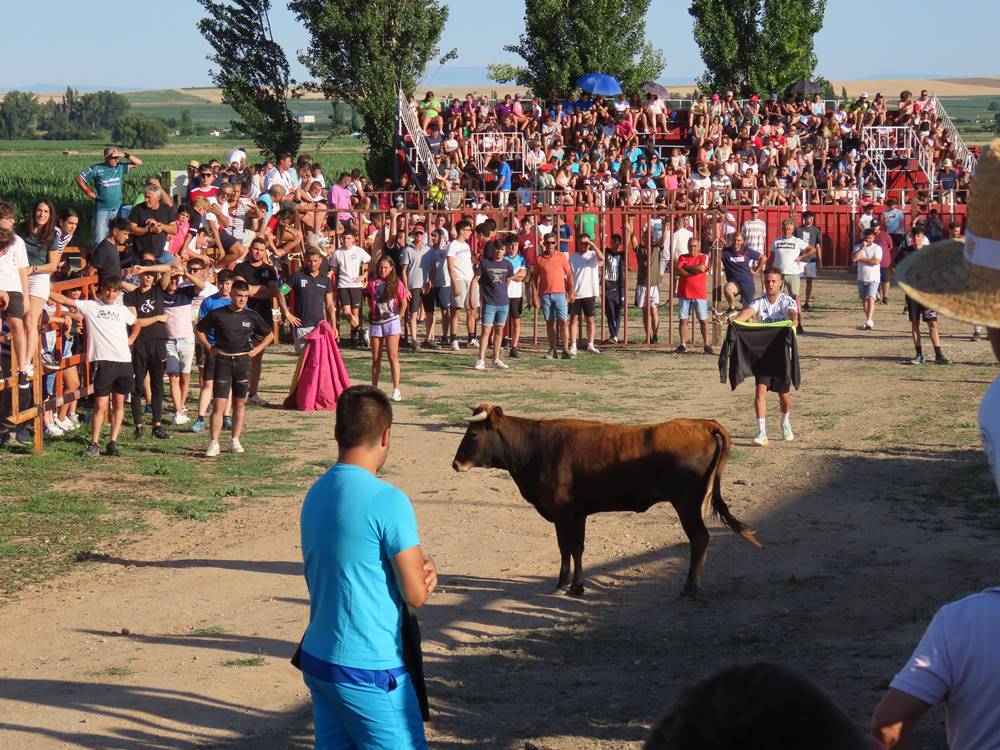 Diversión y revolcones en el festejo con un eral y dos vacas de Villoruela