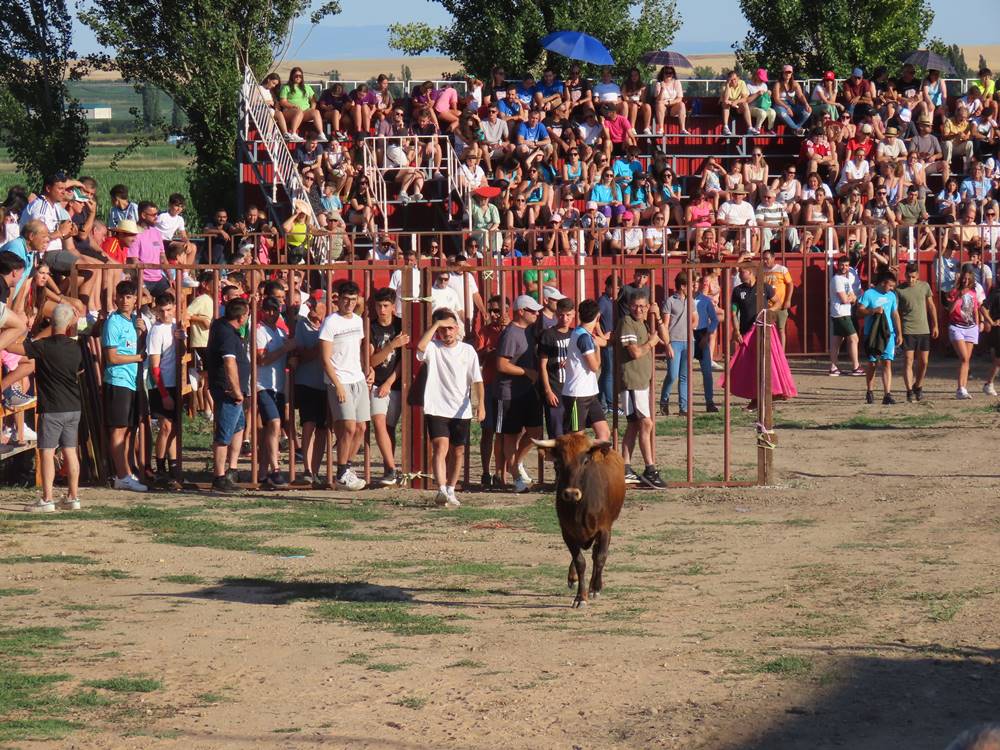 Diversión y revolcones en el festejo con un eral y dos vacas de Villoruela