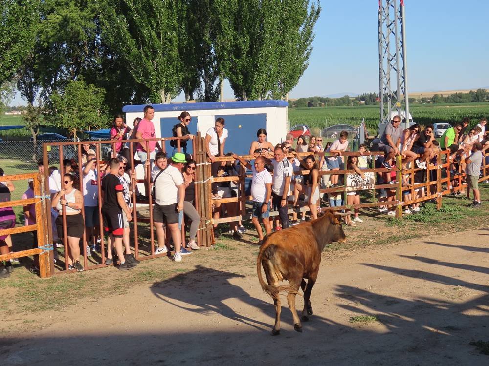 Diversión y revolcones en el festejo con un eral y dos vacas de Villoruela