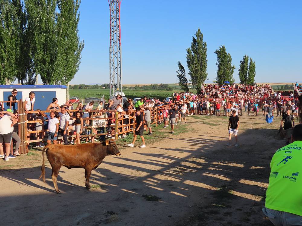 Diversión y revolcones en el festejo con un eral y dos vacas de Villoruela