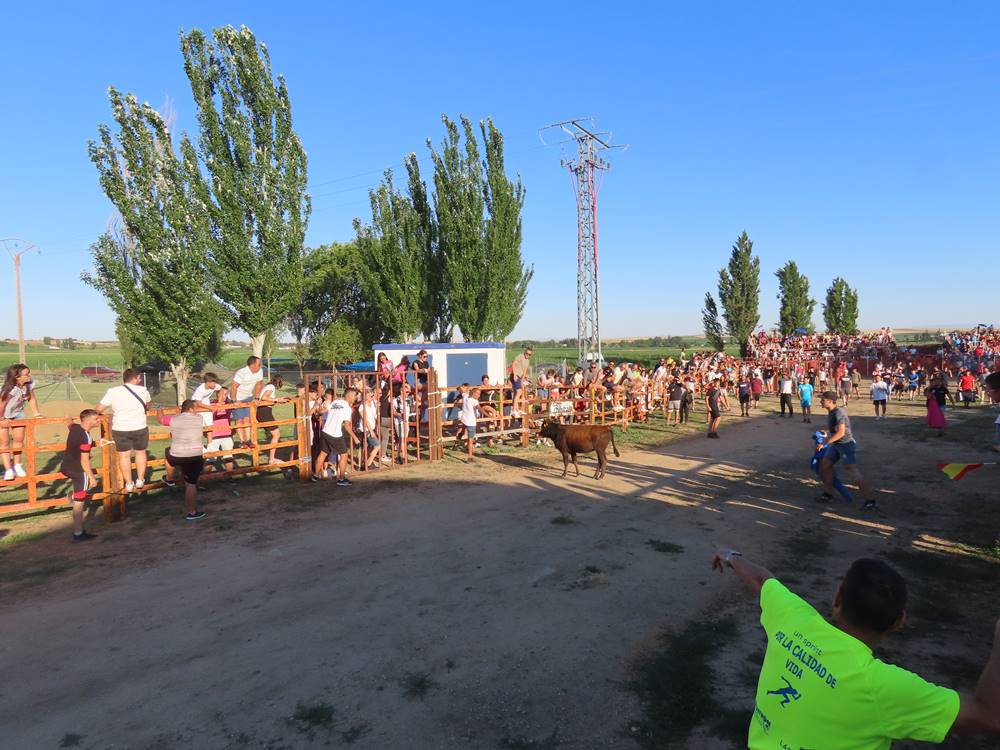 Diversión y revolcones en el festejo con un eral y dos vacas de Villoruela