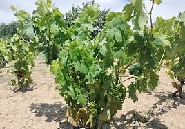 Imagen de vides en una finca de Santibáñez de la Sierra.