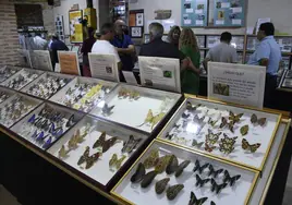 Casa Museo de Insectos, en Puebla de Azaba.