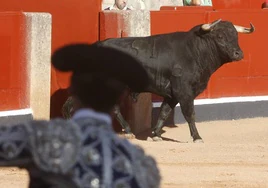 Un novillo de la ganadería de Antonio Palla.