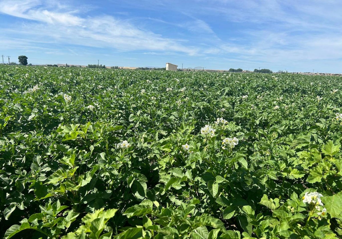 Parcela de patatas en la zona de Encinas.