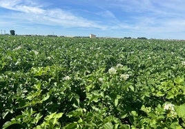 Parcela de patatas en la zona de Encinas.