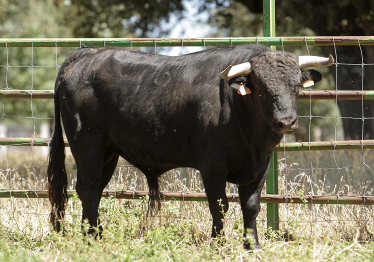 Bandido, de Talento Castellano, de la ganadería de Lorenzo Espioja.