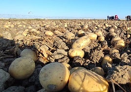 Recolección de patatas a mano en una parcela de Cantalapiedra.