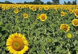 Girasoles, en una parcela en Calvarrasa de Abajo.
