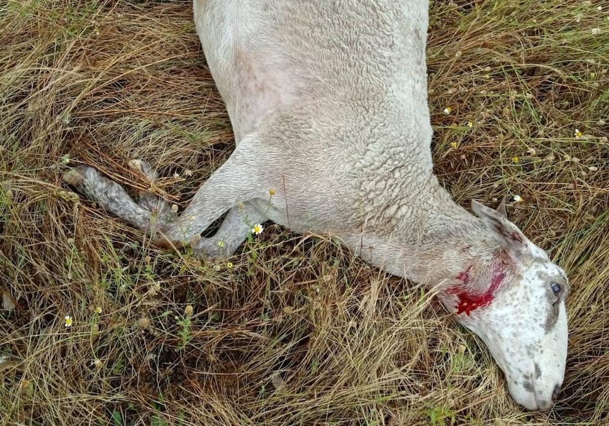 Oveja muerta en Santiz por el ataque de lobo este mes.