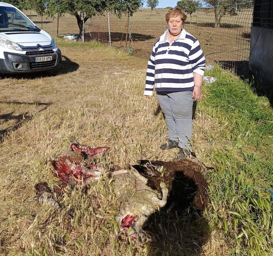 La ganadera Isabel Herrero, junto a ovejas que mató el lobo.