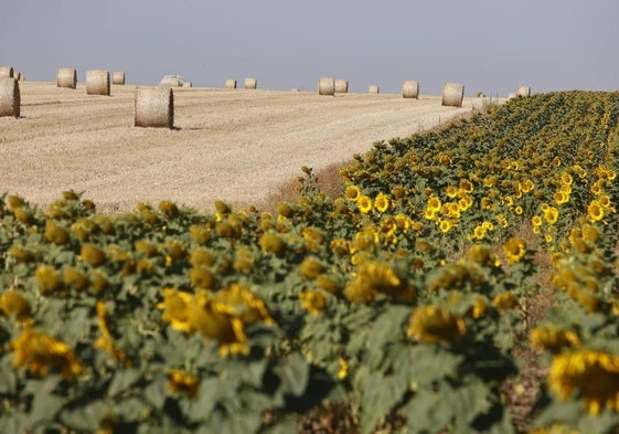 Girasol, con paja al fondo recién empacada.