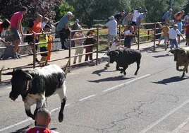 uno de los novillos que cerraba la manada pasa junto a las agujas