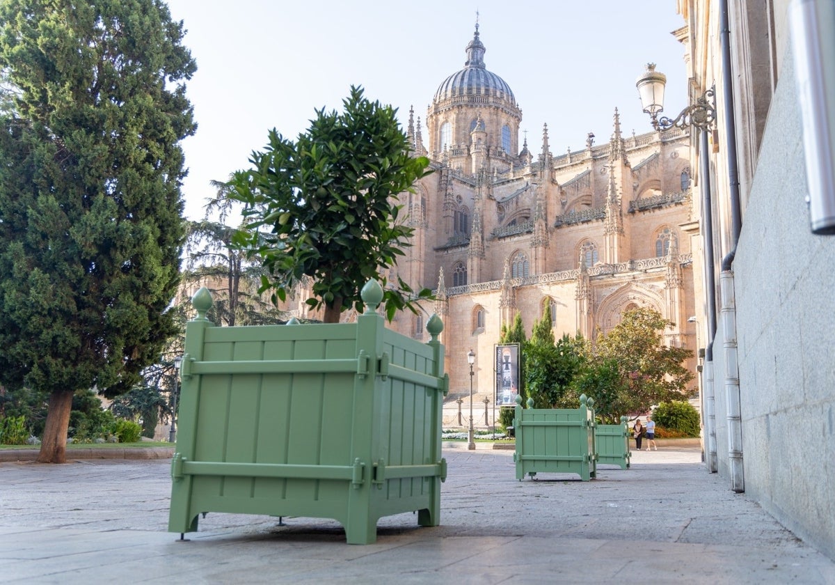 Los maceteros conquistan Salamanca y dividen a los ciudadanos: «No los veo mal, pero...»